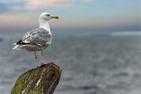 Seagull by the sea, portrait.