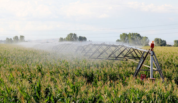 Irrigation of a A green field of corn growing up