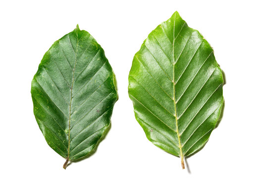 Leaves of Fagus sylvatica. Close up of the upper and  lower part of a leaf of a Fagus sylvatica.