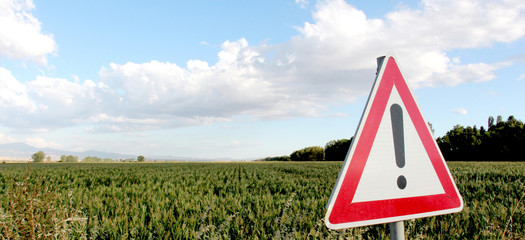 A green field of corn growing up © bellakadife