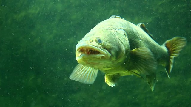Pike perch (Sander Lucioperca) close up. Underwater shot in lake. Diving in fresh water. 