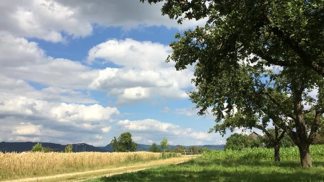 Panoramablick über ein Weizenfeld
