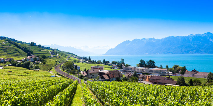 Vineyards in Lavaux region - Terrasses de Lavaux terraces, Switz