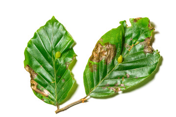 Diseased leaves of Fagus sylvatica. The leaves has the disease called Cecidomia due to the larva of...