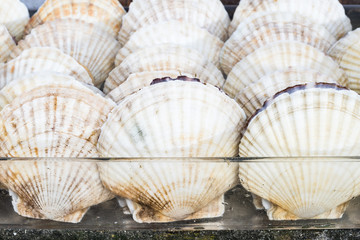 fresh scallops or Hotate in japanese seafood market, selective focus