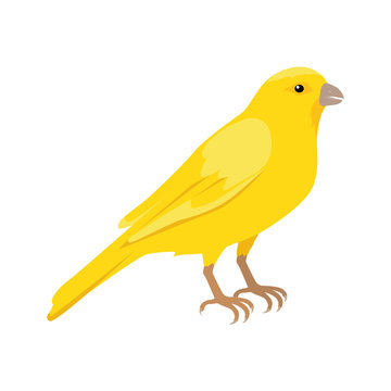 Canary Flat Design Vector Illustration