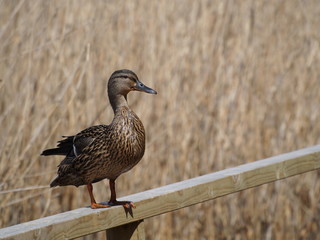 Duck on a Fence