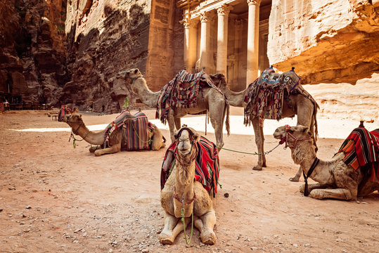 Bedouin camels resting near the treasury Al Khazneh, Jordan, Petra.