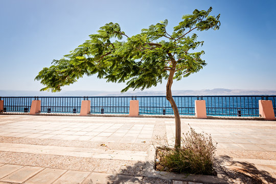 Tree on embankment of Red Sea in Aqaba, Jordan