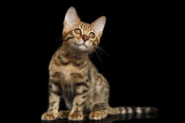 Fototapeta na wymiar Little Bengal Kitty Sitting and Curious Looking up Isolated Black Background, Beautiful Spots on gold, Font view