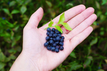 Caucasian hand with bunch of fresh blueberries and green leaf on green wild background. Picking wild blueberries in forest in Norway