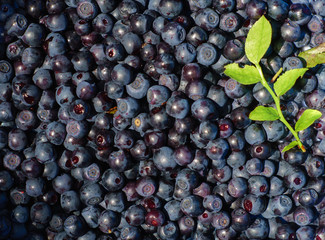 Fresh wild blueberries, just picked in european forest. Background of blueberry fruits and green leaf.