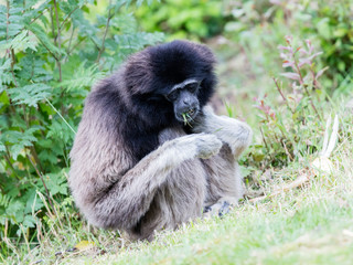 Adult white handed gibbon