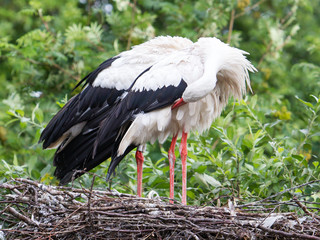 Two adult storks