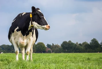 Deurstickers Koe Nederlandse zwart-witte koe in een grasweide