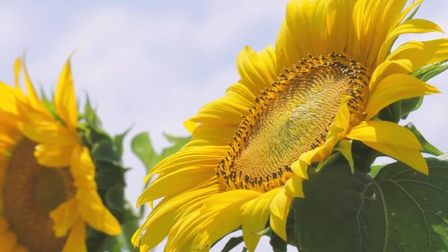 Sunflowers, close-up/ Sunflowers swaying from wind on cloud background
