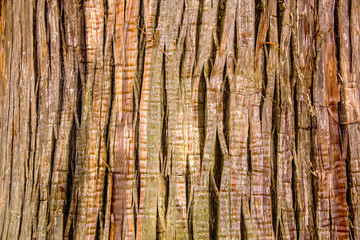 Obraz premium Close Up of giant tree Bark