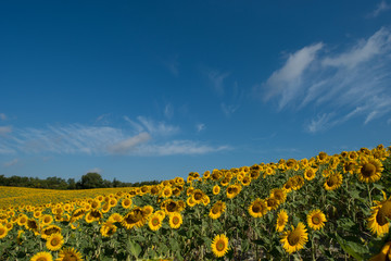 girasoli