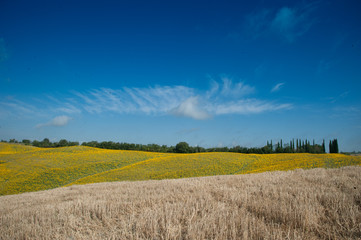 girasoli