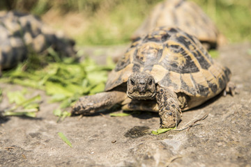 Schildkröte im Gehege - Testudines