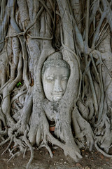 Buddha Head in Tree Roots, Wat Mahathat, Ayuttaya. THAILAND.