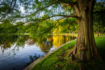 Tree along the lake at the Boston Public Garden, in Boston, Mass