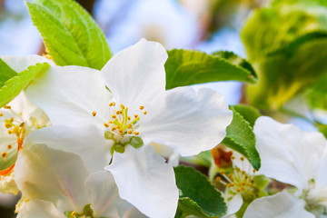 tree - apple trees blossomed