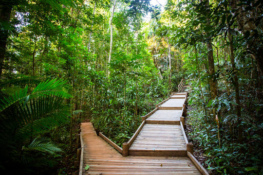 The Daintree Jindalba Boardwalk