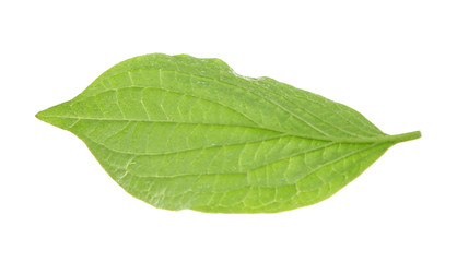 Fototapeta na wymiar Green leaf, isolated on white