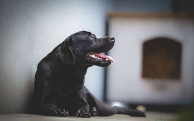 Black Labrador retriever in a backyard with a dog house