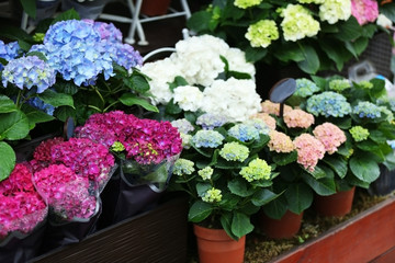 Colorful blooming flowers in a shop