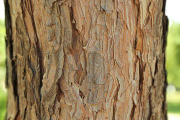 Bark tree background