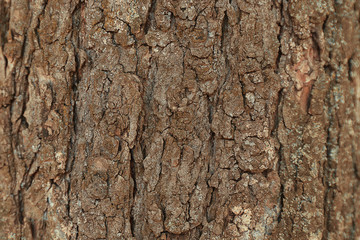 Bark tree background