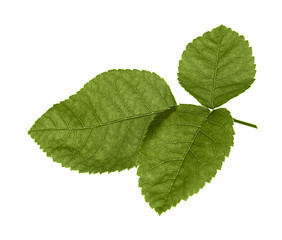 Green rose leaf isolated on white