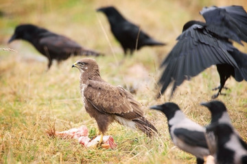 common buzzard sitting in grass