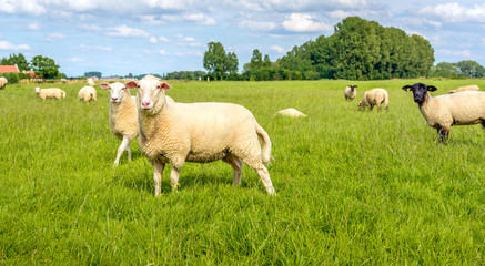 Sheep posing fot the photographer