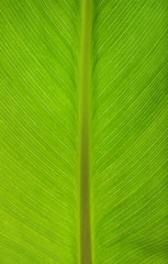 Green leaf, macro view
