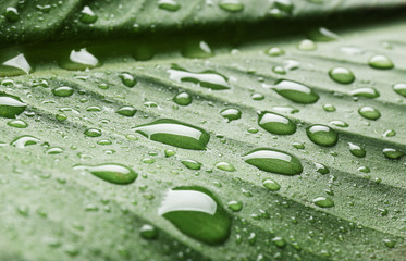 Green leaf with water drops, macro view