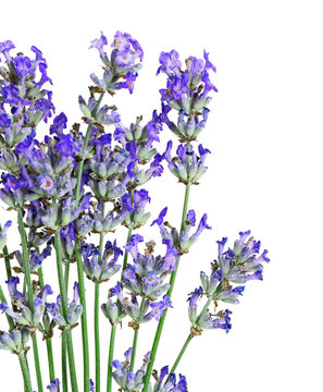 Fototapeta Beautiful lavender on white background