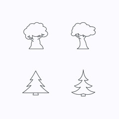 Tree, oak-tree and christmas tree icons.