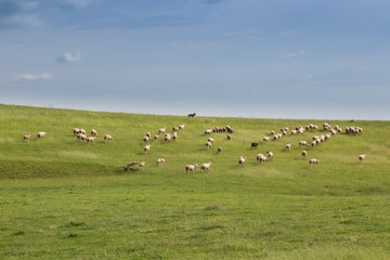 Fototapeta na wymiar Sheep in a meadow