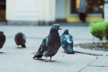 pigeons walk, summer time
