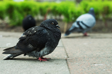 pigeons walk, summer time