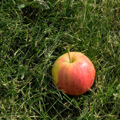 Apple in green grass