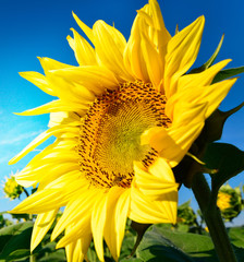 Sunflower perfect head on blue sky, background