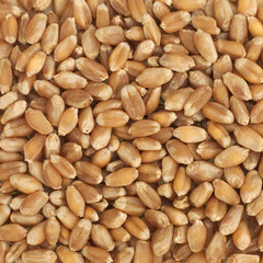 Wheat texture