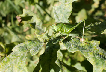 Grasshopper