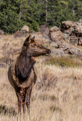 Cow Elk on alert in the Rockies