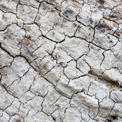 The grey cracked surface