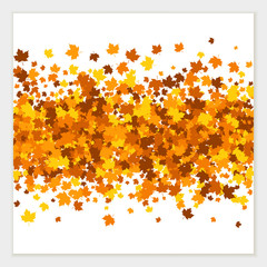 Vector pattern of scattered maple leaves in autumn colors. Isolated.